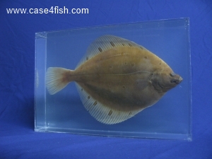 Foto Galerie/Pleuronectiformes/Pleuronectes platessa/Pleuronectes platessa_04_S.jpg
